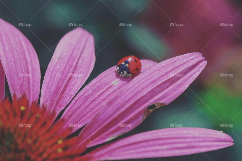 A cute ladybug on a beautiful flower
