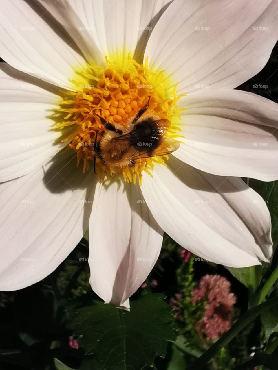 Biene auf einer Blüte