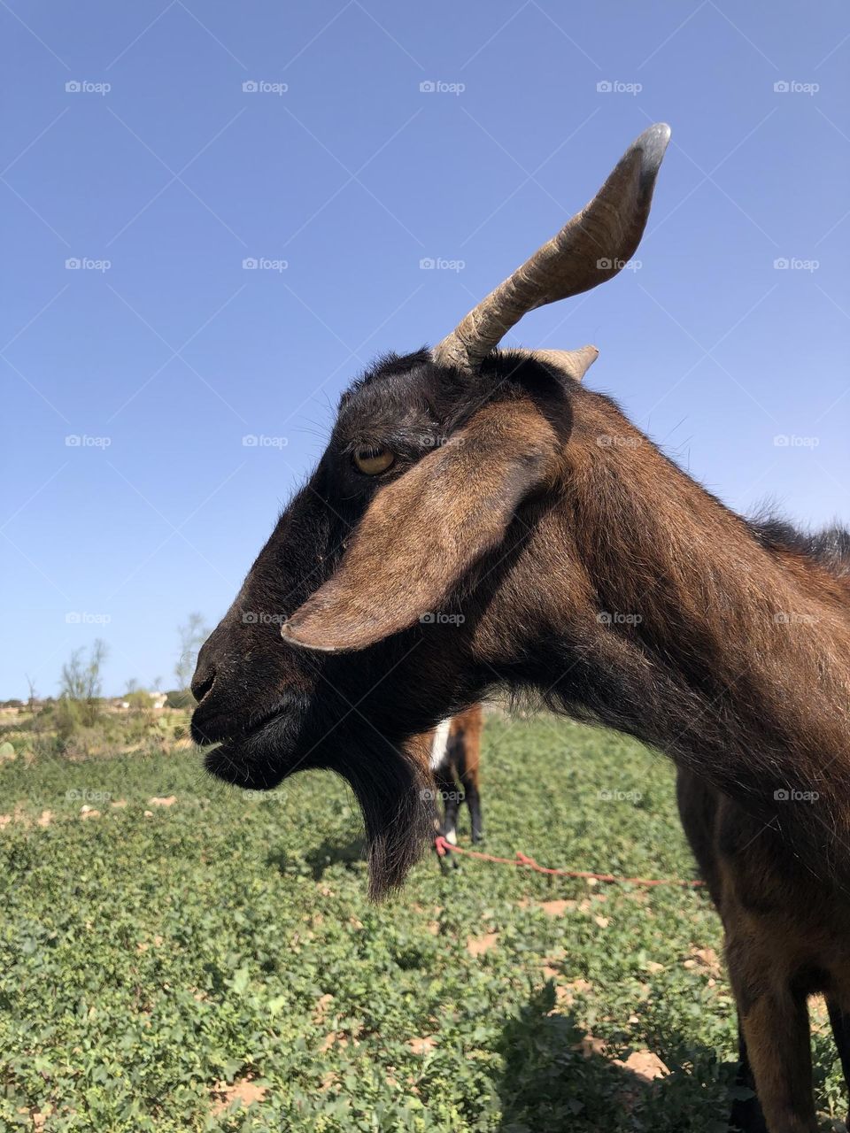 Beautiful brown goat in the field