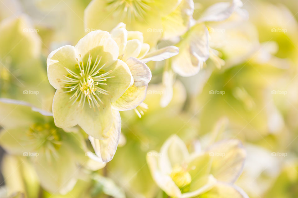Close up of green spring flowers in bright sunlight 