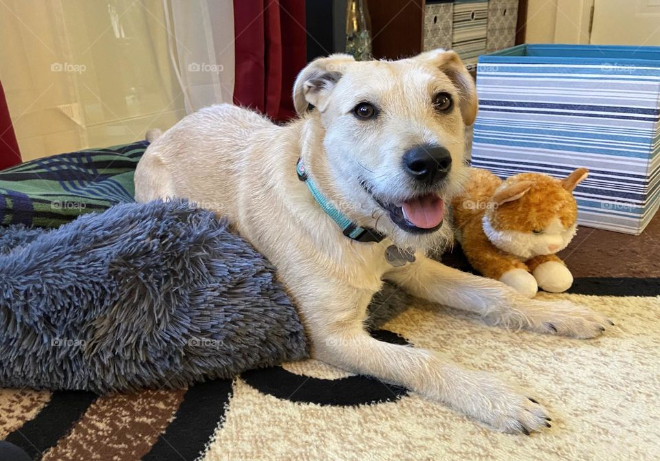 Puppy relaxing with toys on her bed