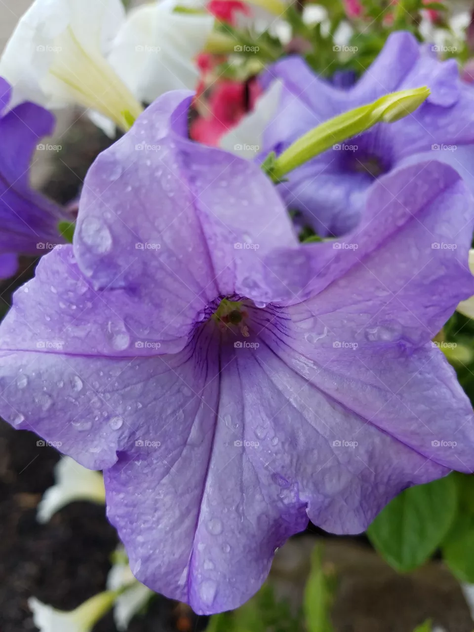 Flower