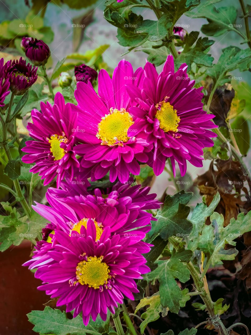 Magenta flowers