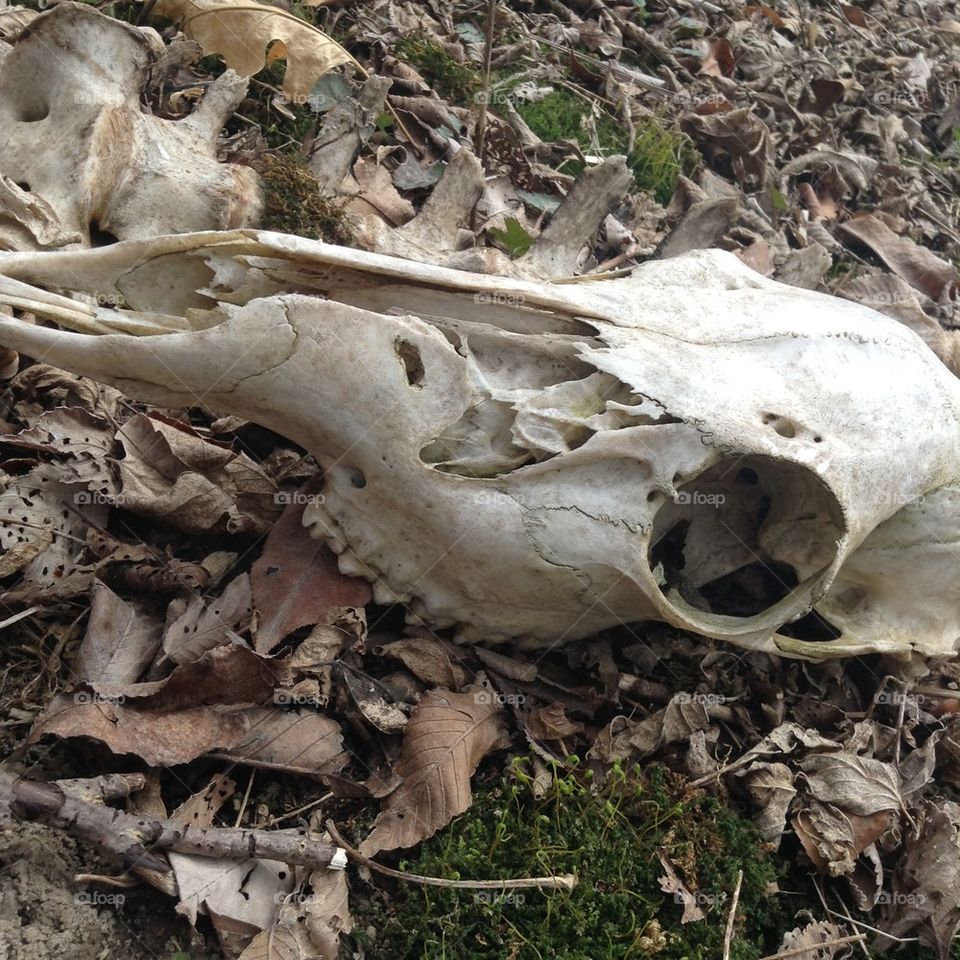 Deer skull