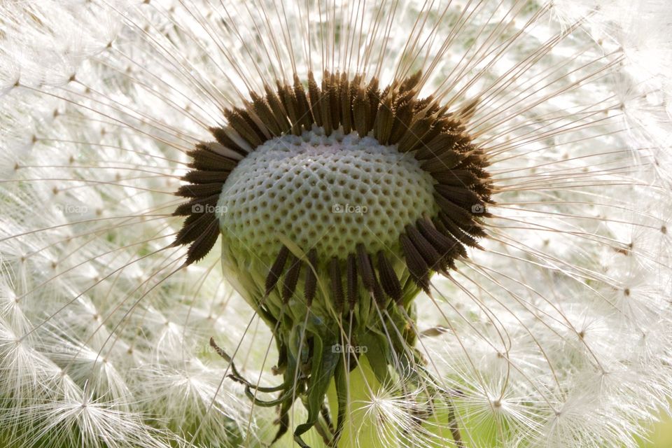 Dandelion seeds