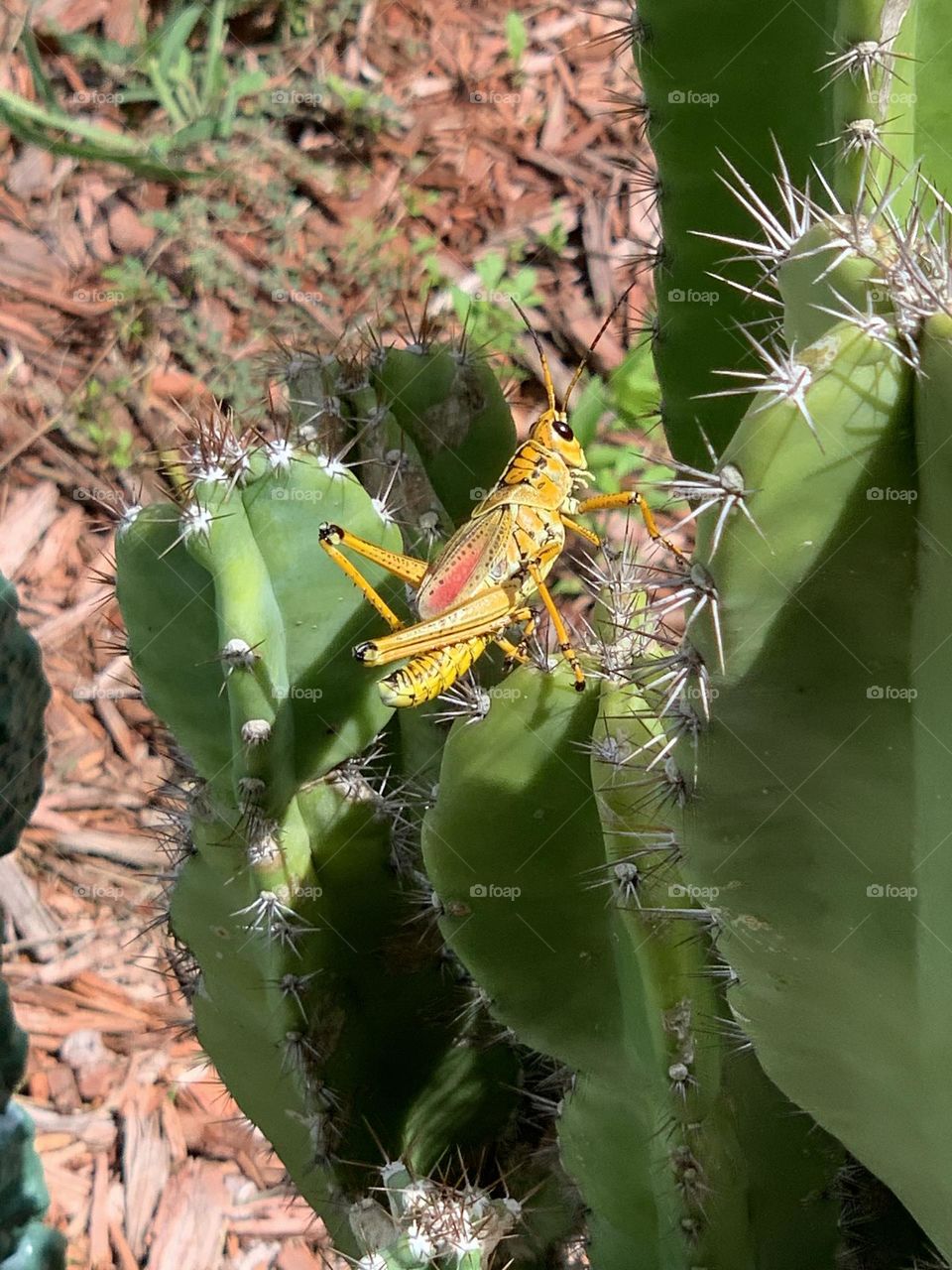 Yellow Grasshopper on Cactus