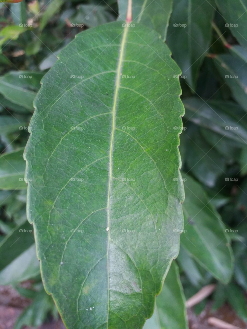 Leaf, Flora, Nature, No Person, Growth