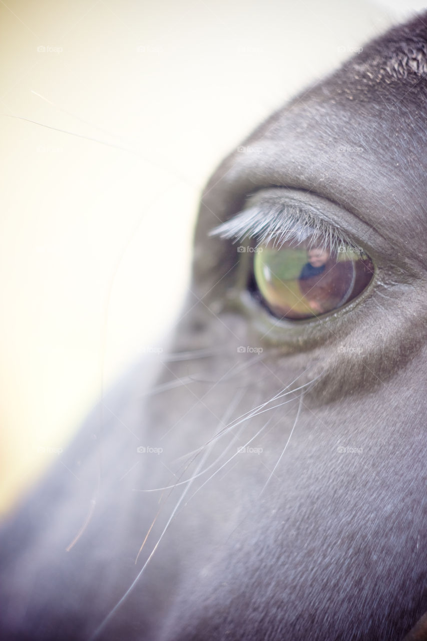 horse 🐴 eye reflection portrait 