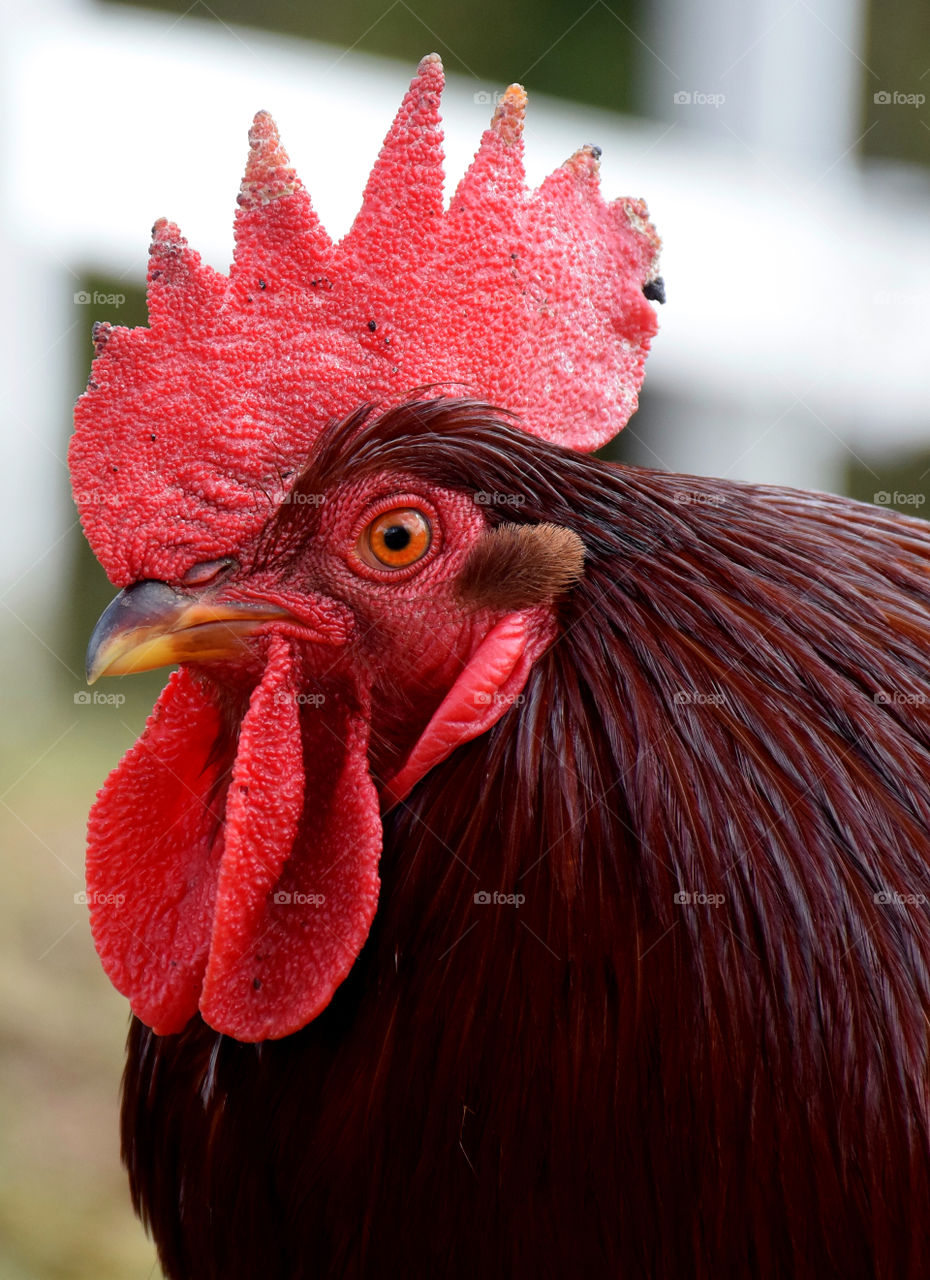 Extreme close-up rooster