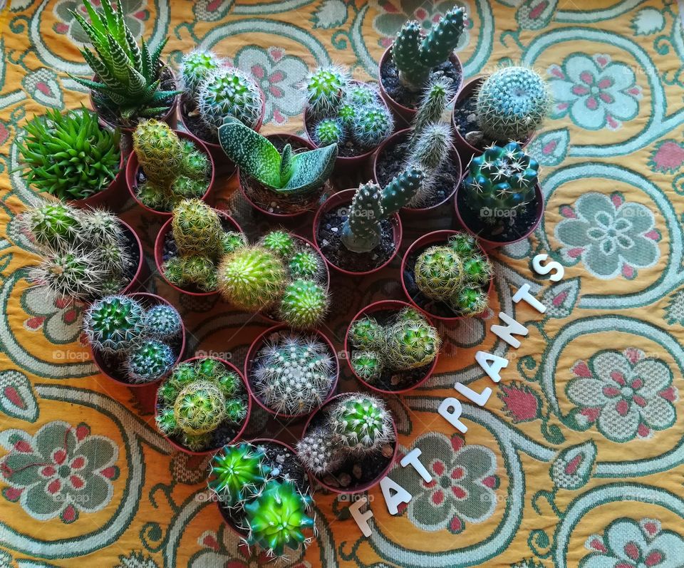 succulents photographed from above