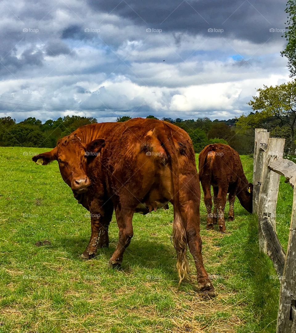 Cow, Cattle, Agriculture, Mammal, Livestock