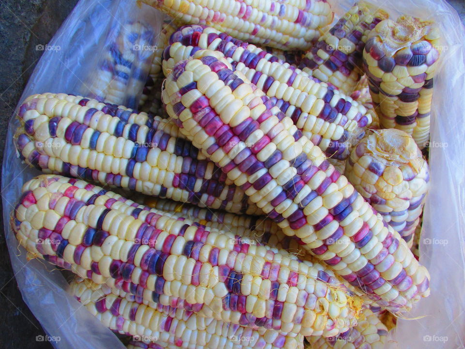 purple corn