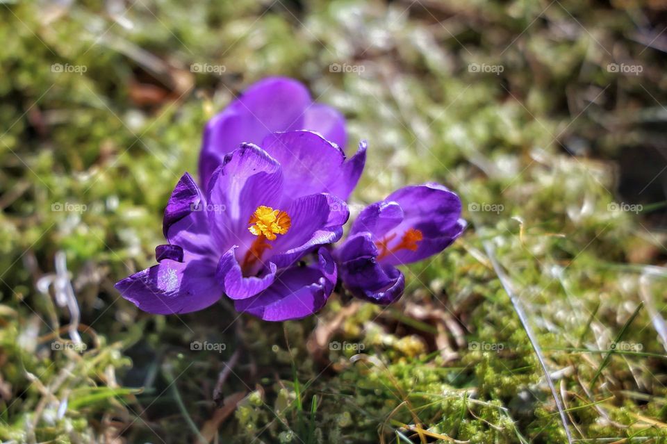 blooming purple crocuses