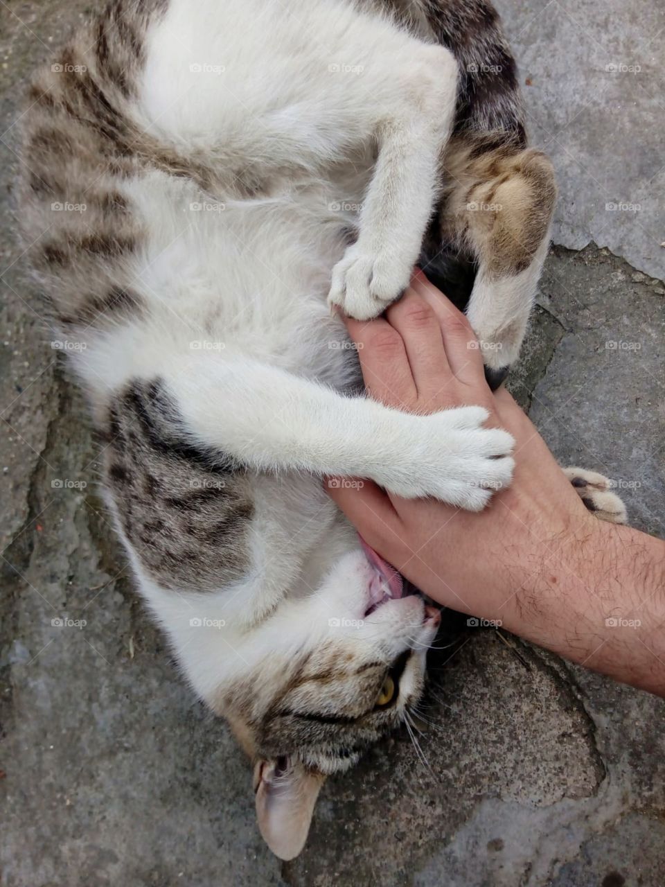 Time to play with my beautiful cat!