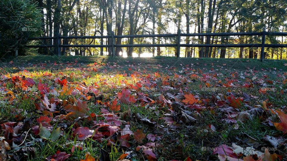 Autumn in North Carolina 