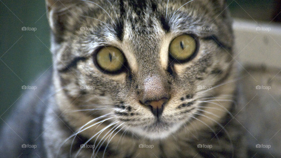 Eyes, the most beautiful way to communicate with someone and so truthful and heart warming.