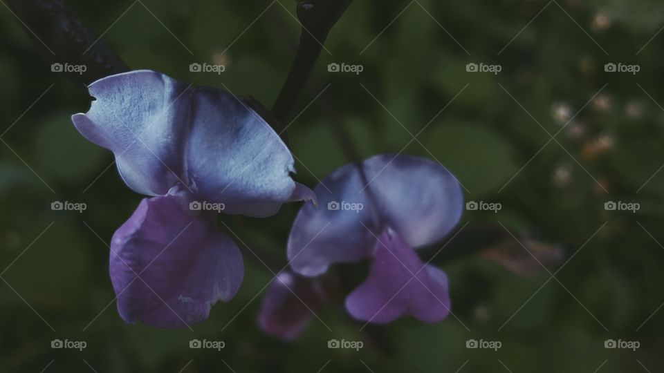 purple flowers