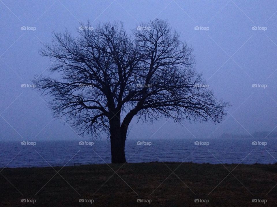 The silhouette of a tree