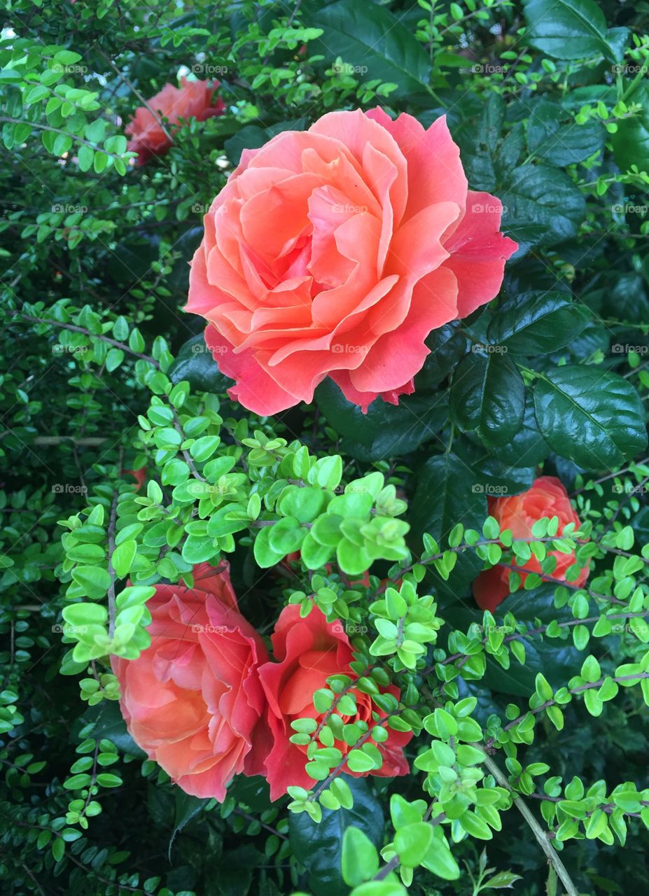 Rose flower in garden