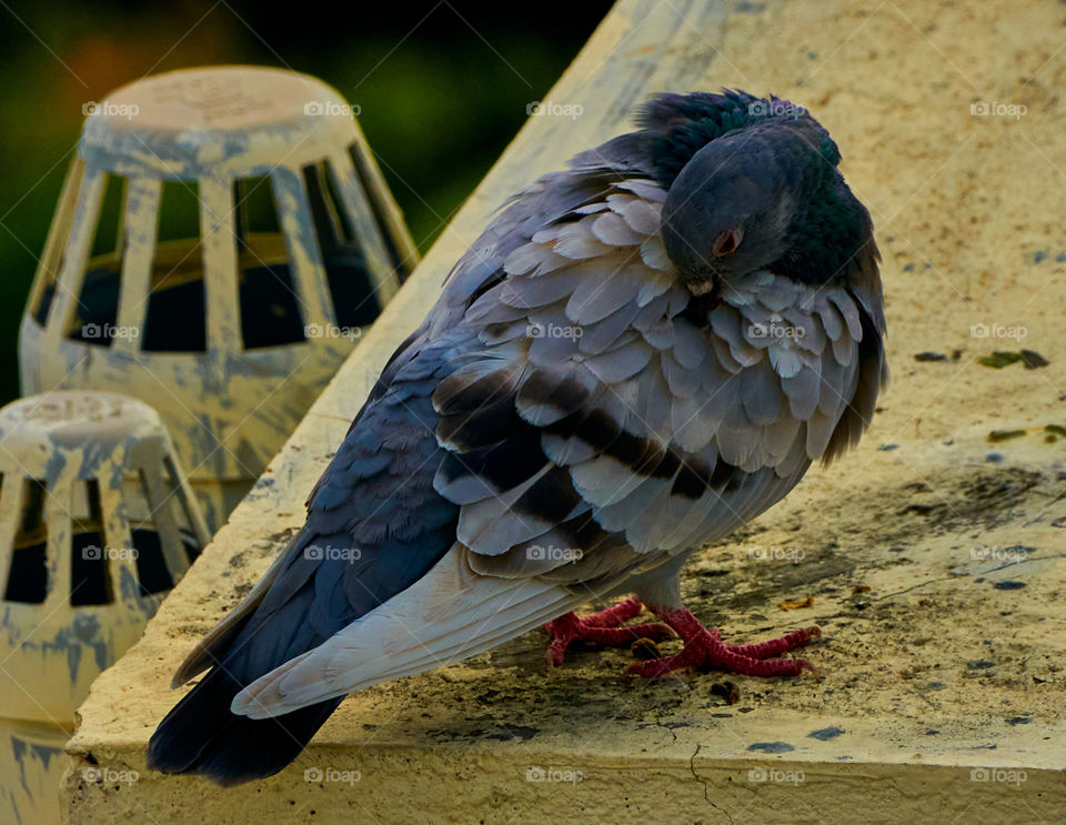 Bird photography  - Dove  - Perching behavior