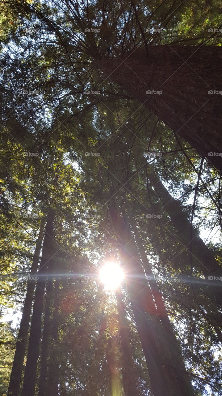 Redwoods looking up