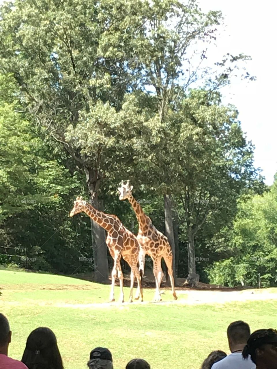 Giraffe at NC Zoo