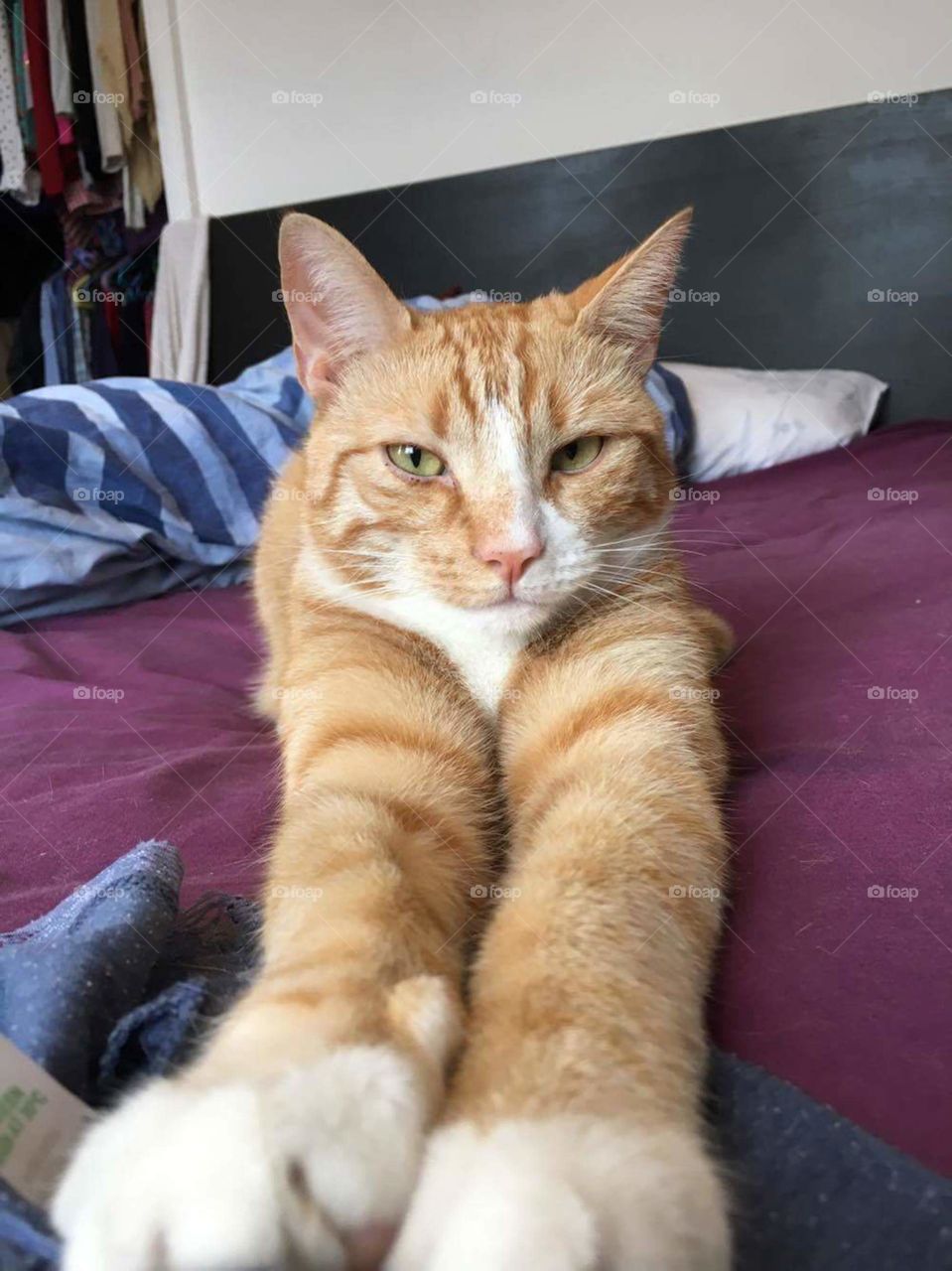 stretching cat on bed