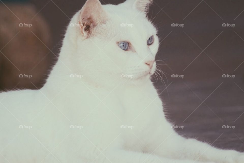 White kitty 