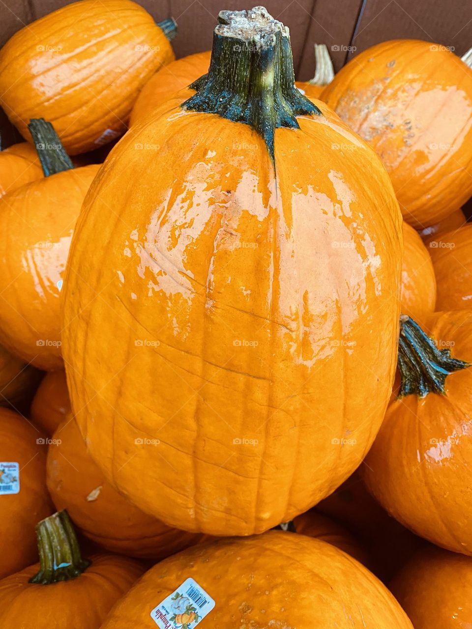 Selecting Pumpkin So Fun 🤩 🎃