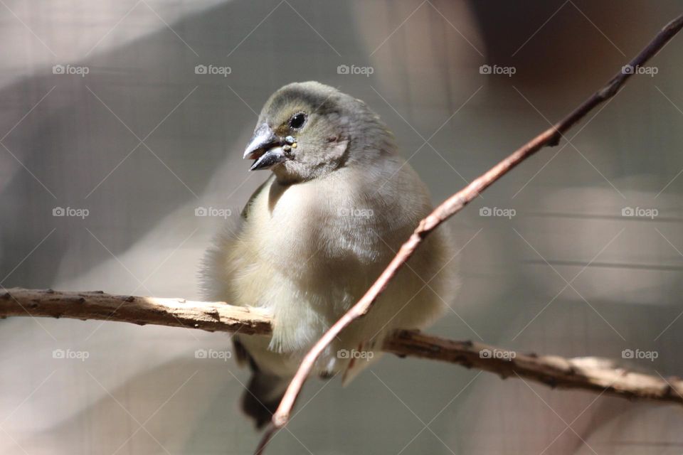 A small wren, adorable and cute, with the biggest, cutest eyes and the cheekiest smile