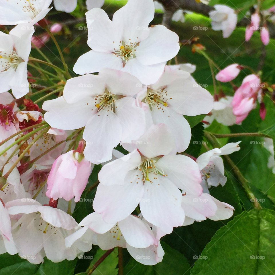 "Ito-zakura" flowering cherry in Golden Gate Park