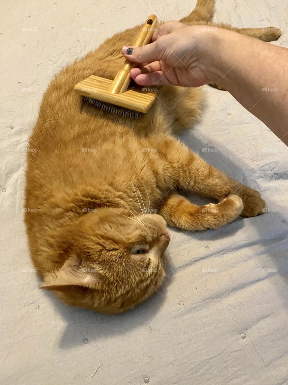 An orange tabby cat enjoyed being brushed by a person 