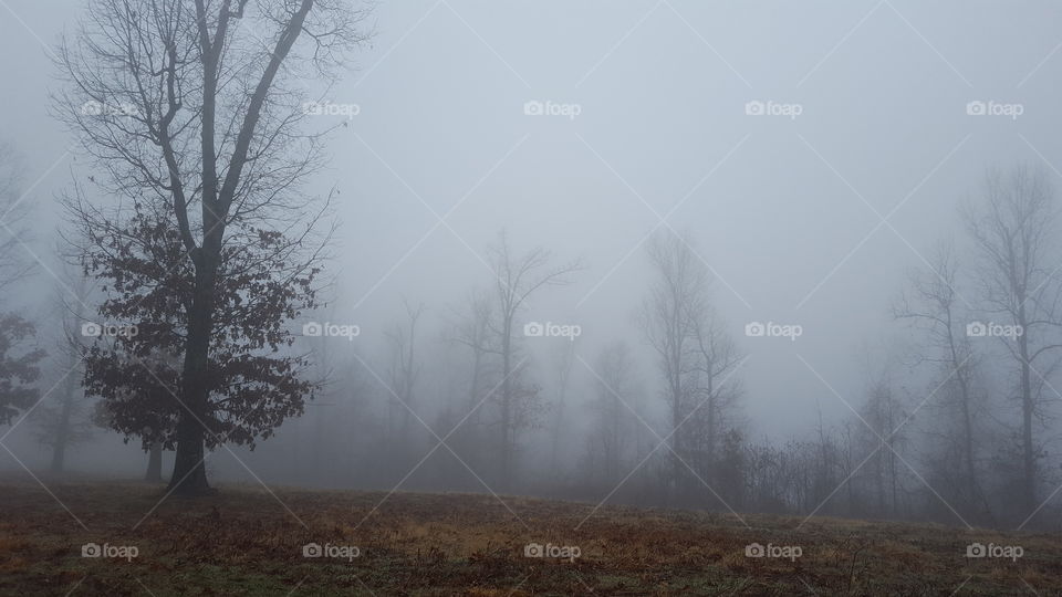 Fog, Mist, Landscape, Tree, Winter