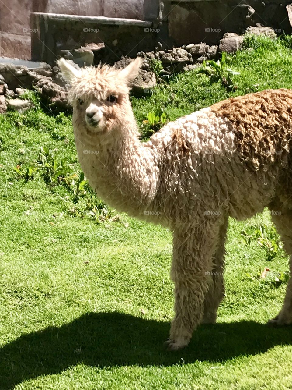Furry llama grazing in an animal sanctuary outside of Cusco, Peru 