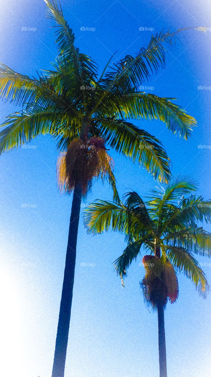 California Palm Tree