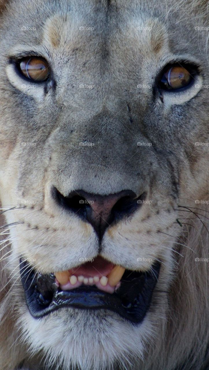 the face of a male lion