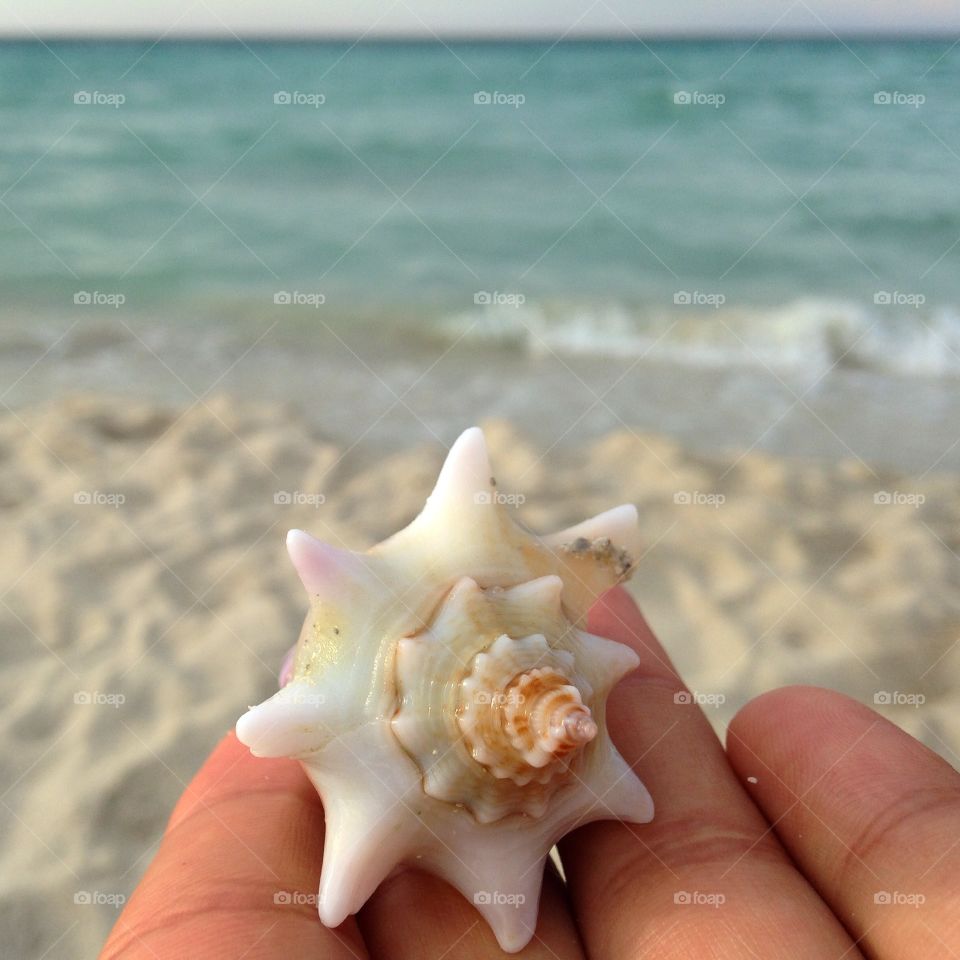 Beautiful seashell on human hand found by the seashore 
