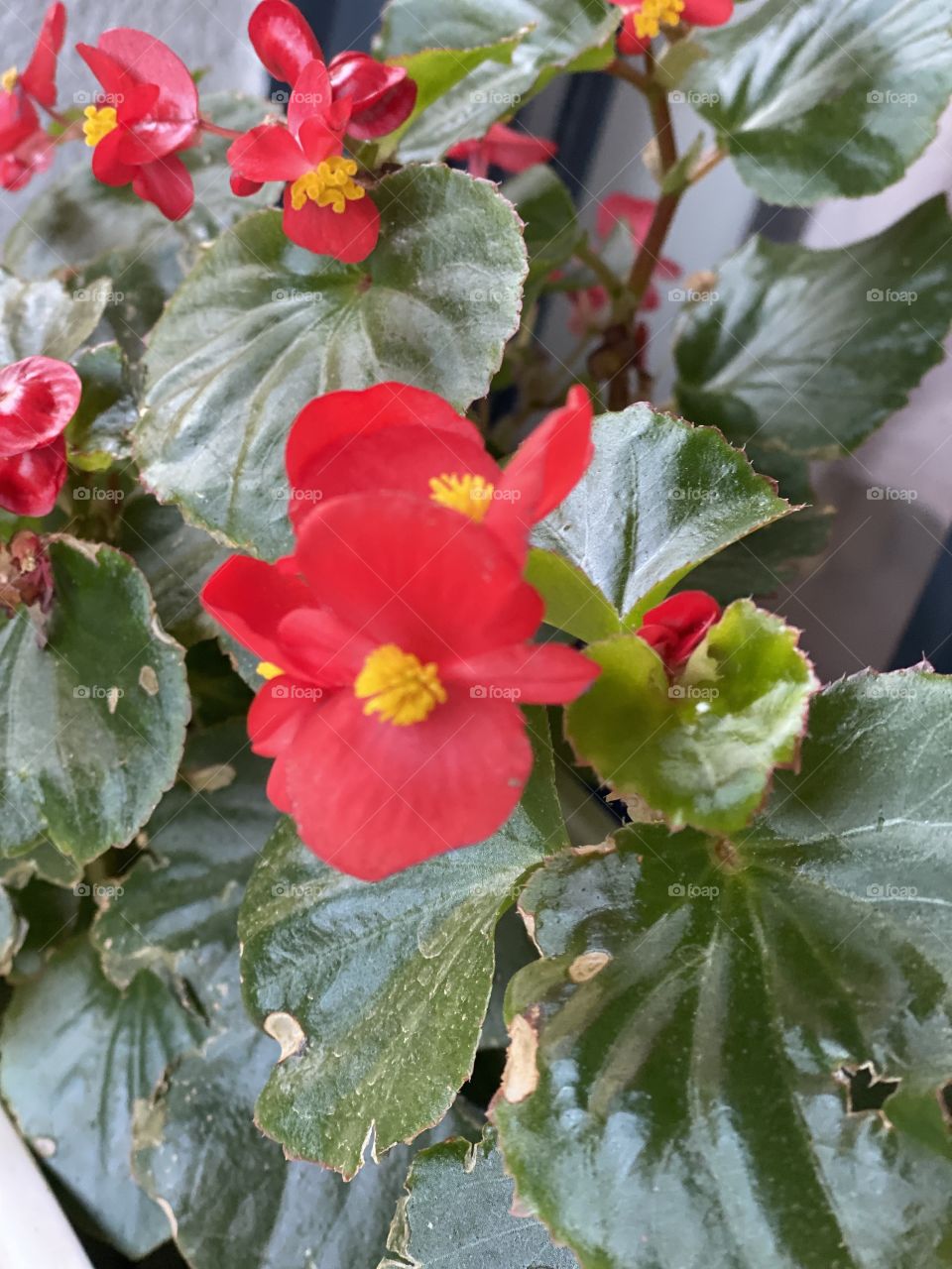 Begonia