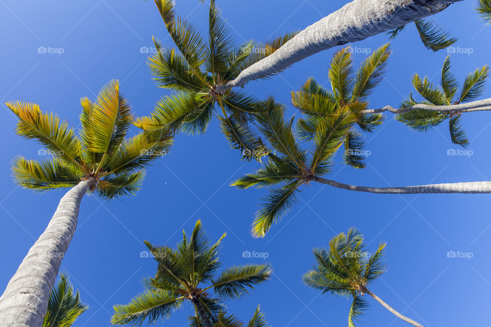 Tropical palm trees, view from below