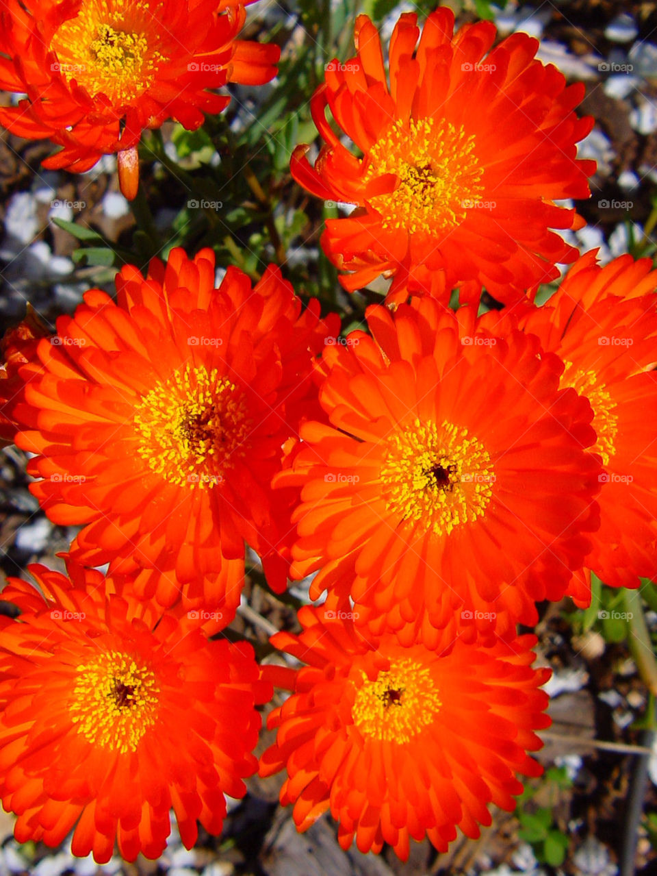 green flowers flower orange by kshapley