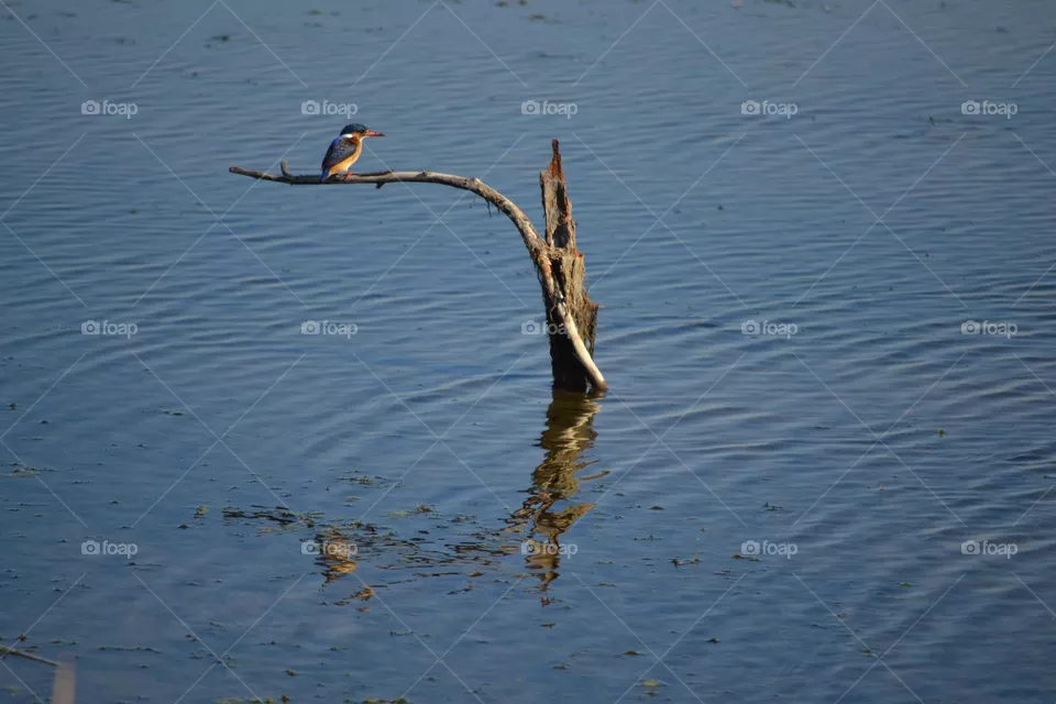 Kingfisher