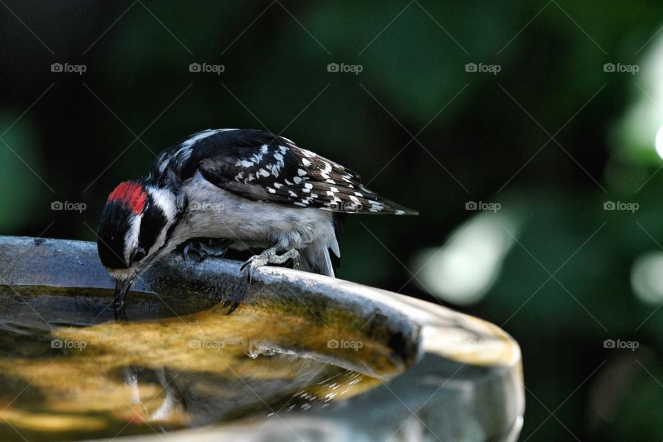 Woodpecker drinking in our bird bath 
