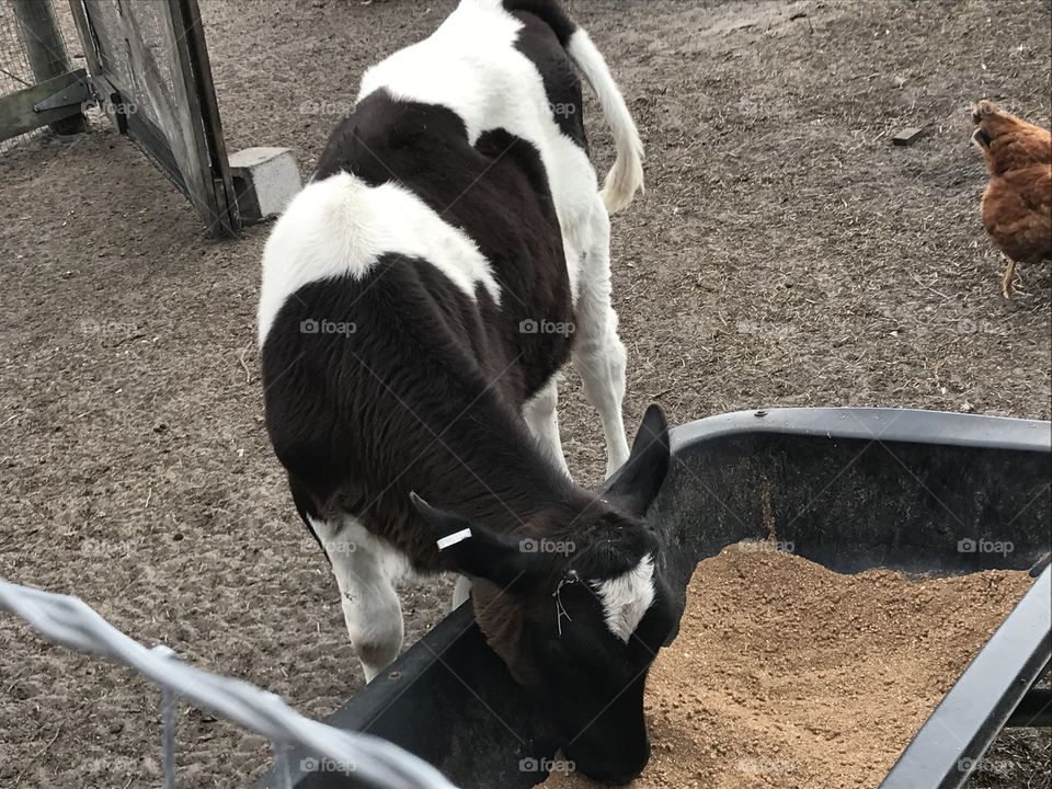 Hungry Calf