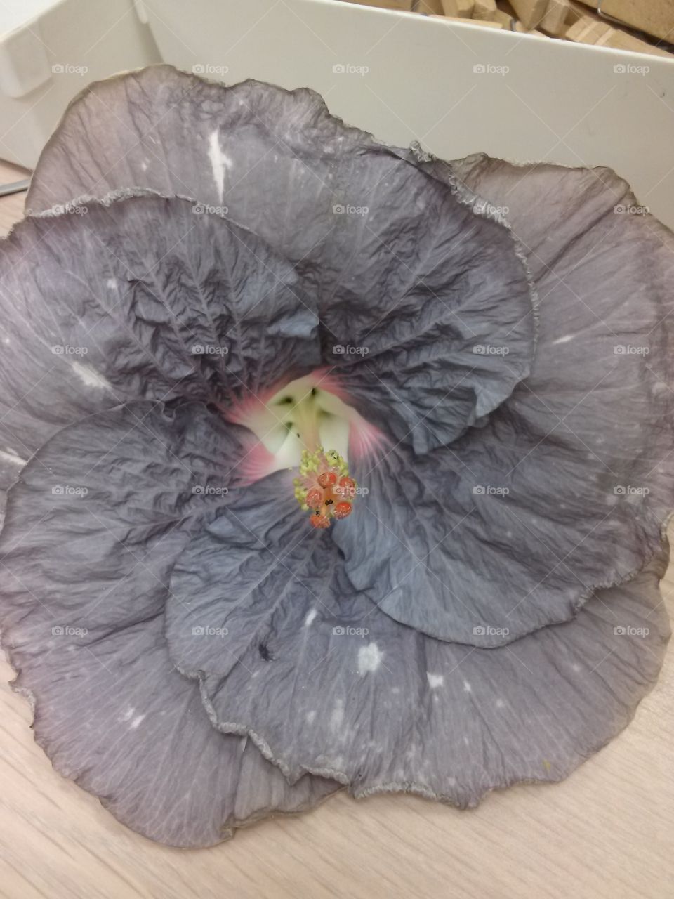 hibiscus