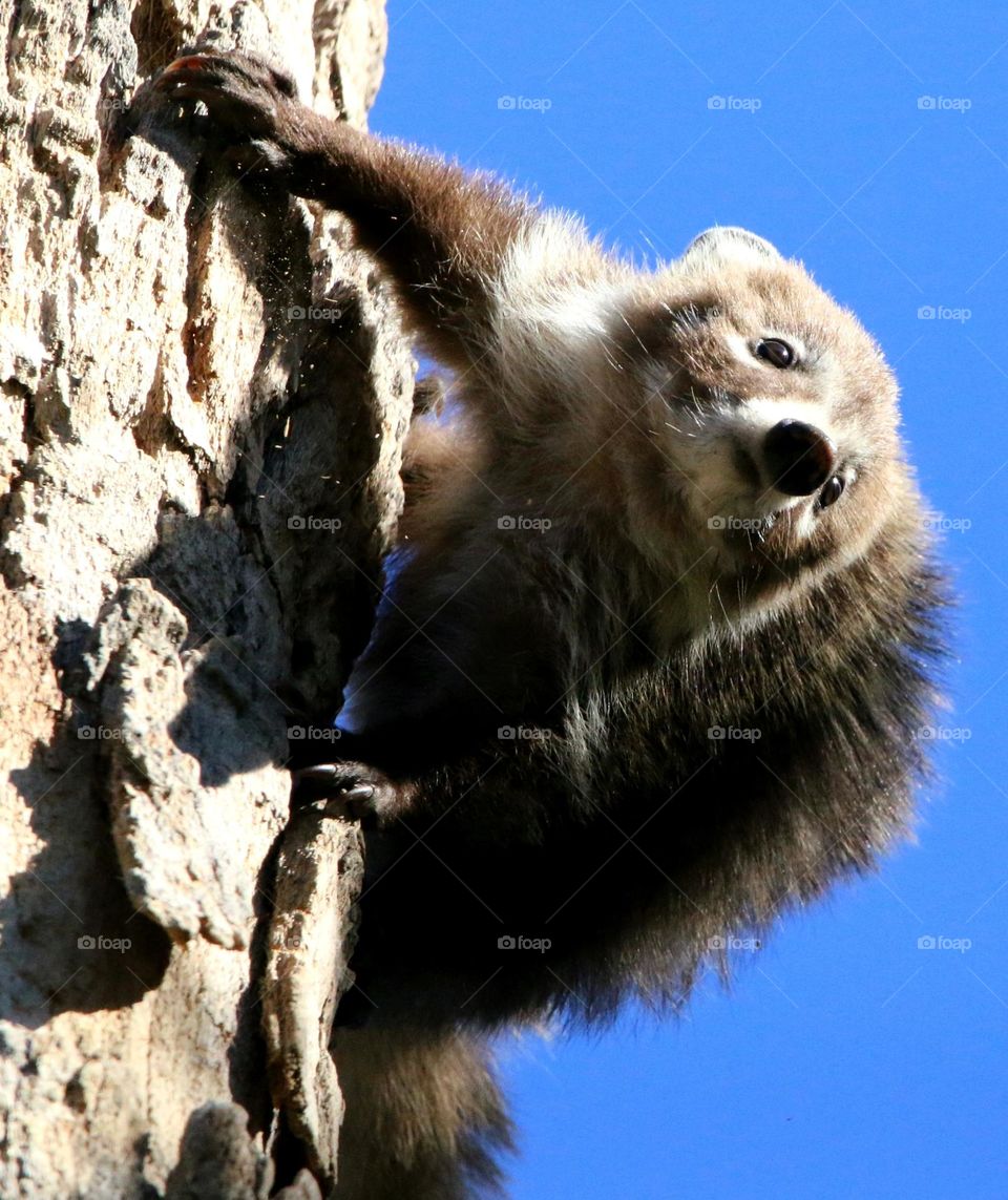 Young Coati Descending a Tree