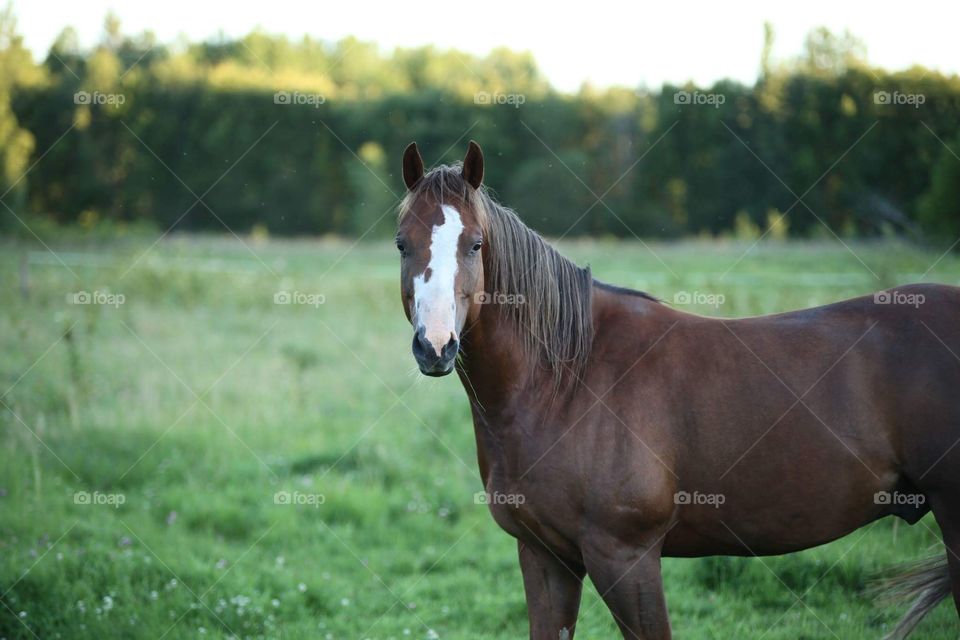Brown horse in summer fields 