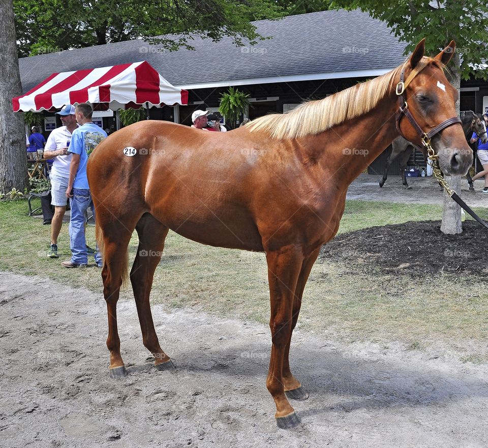 zazzle.com/Fleetphoto
best horse racing gifts