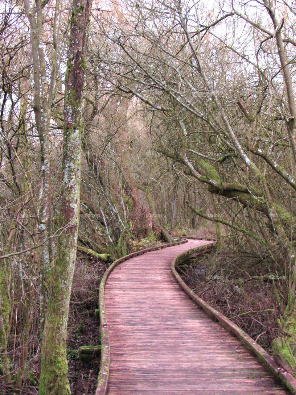 Stroll in the woods