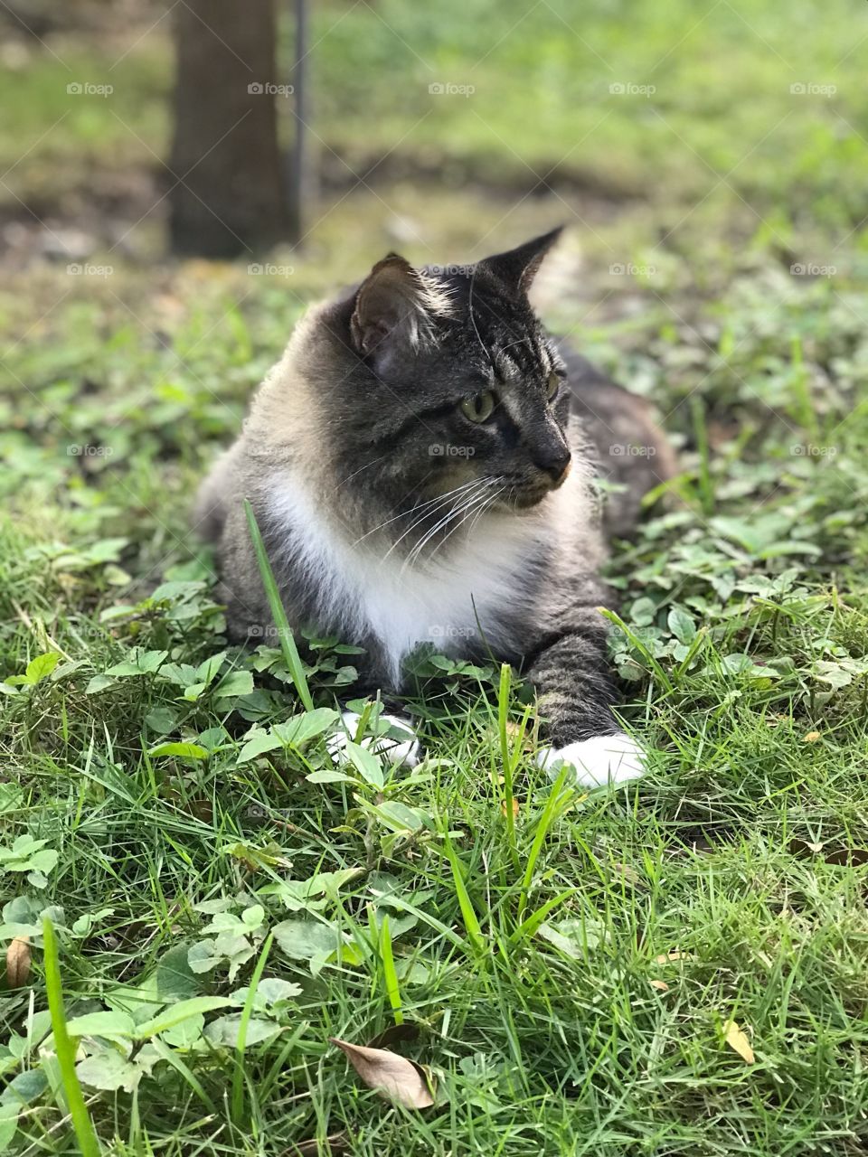 Cat in clovers