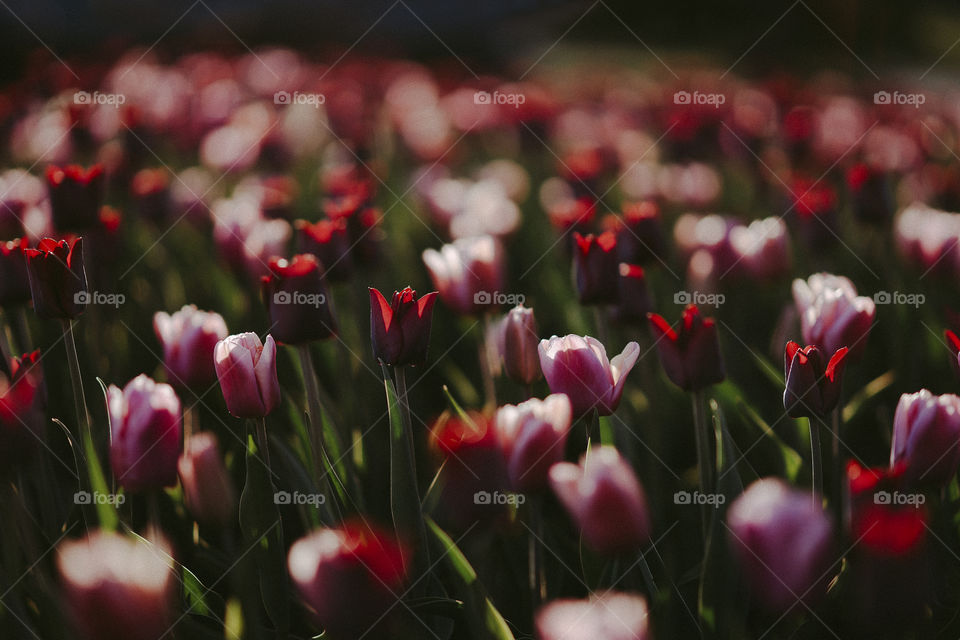 Spring. Tulips. Flowers.